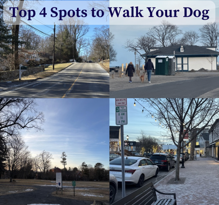 Staples students share the top four places to walk your dog in Westport: Compo Beach, Winslow Park, Main Street and Colony Road.